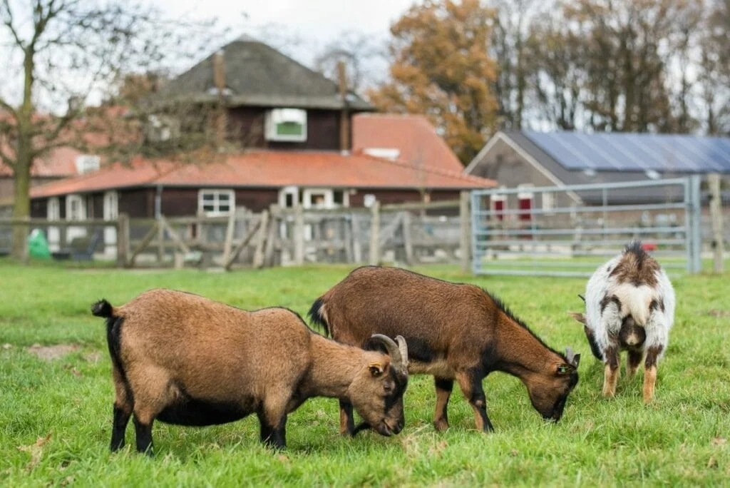 Te Koop: Foto Appartement aan de Tuinappartement Mooieweg 11 Arnhem 3 in Arnhem