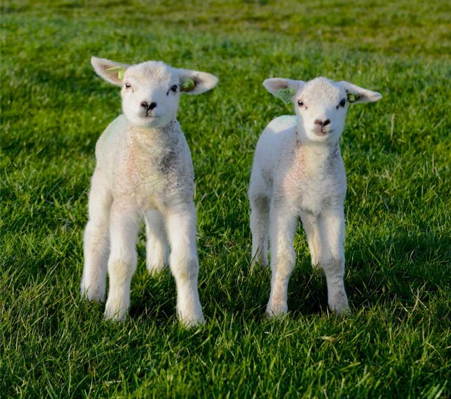 Te Koop: Foto Appartement aan de Tuinappartement Mooieweg 11 Arnhem 3 in Arnhem